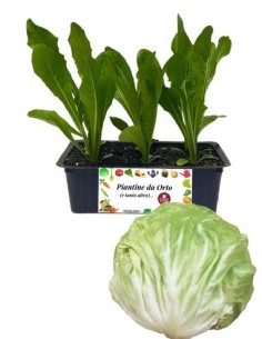 Radicchio Bianco di Milano pack da 9 Piantine