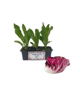 Radicchio Chioggia Tardivo pack da 9 Piantine