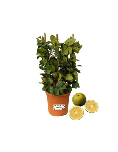 Pianta di Limone dolce 
