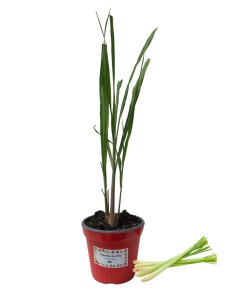 Lemon Grass Citronella Vaso diametro 14
