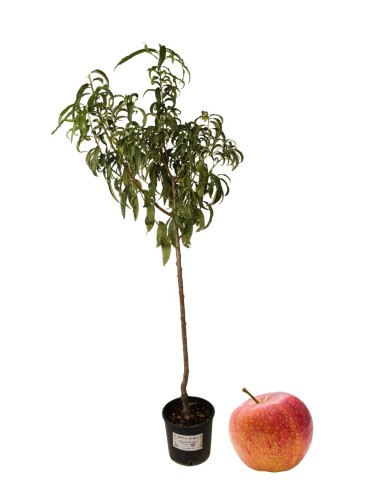 Antike Blutapfelbaum-Vase 22