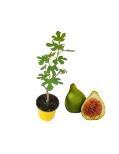 ANCIENT FIG SIGALINO (SERGALINO)