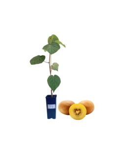 Kiwi Giallo Minkigold weibliche Vase 2 lt