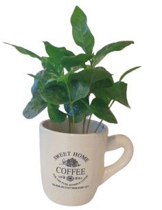 Caffè Vaso diametro 14