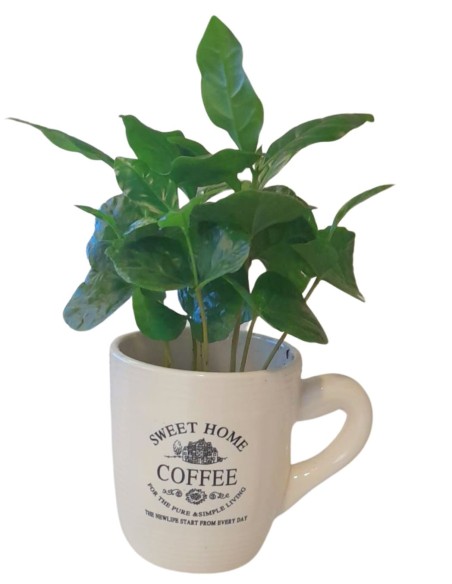 Caffè Vaso diametro 14