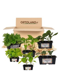 Orto Primavera - Estate