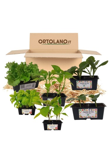 Orto Primavera - Estate