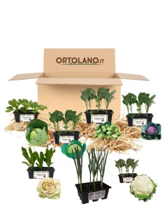 Wintergartenkasten