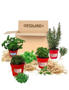 Balcone della Pizza_ Kit Orto Pronto_Orto sul balcone