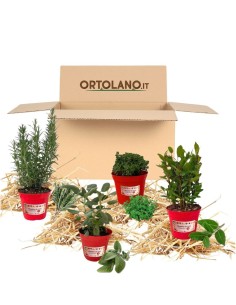  Box Balcone degli arrosti