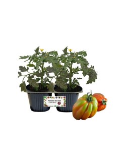 Pomodoro cuore di bue "tutta polpa" vaschetta da 2 piante 