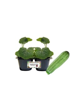ZUCCHINO ALBERELLO " SARZANA" pack da 2 piante 
