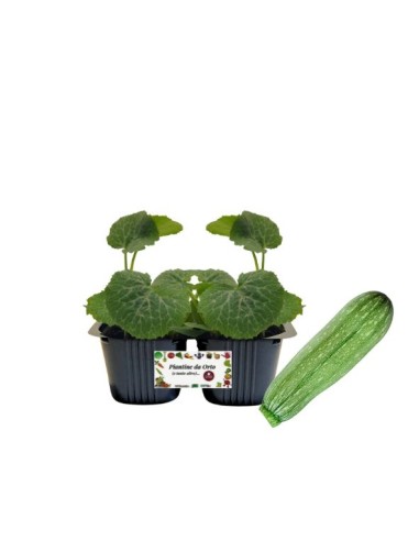 ZUCCHINO ALBERELLO " SARZANA" pack da 2 piante 