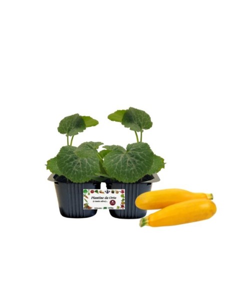 Zucchino giallo Linea gold pack da 2 piante