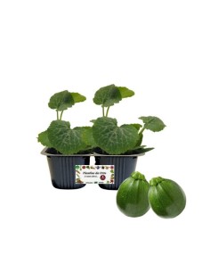 Zucchino tondo Linea gold pack da 2 piante 