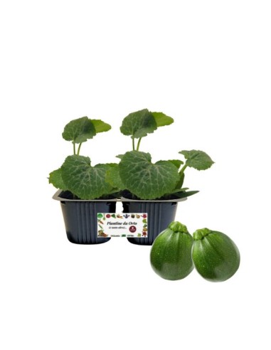 Zucchino tondo Linea gold pack da 2 piante 