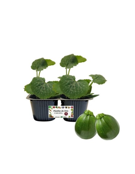 Zucchino tondo pack da 2 piante 