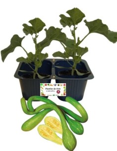 Zucchino Trombetta pack da 2 piante 