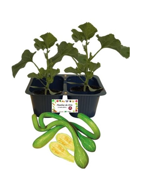Zucchino Trombetta pack da 2 piante 
