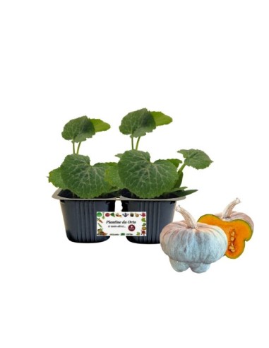 ZUCCA CAPPELLO DEL PRETE PACK DA 2 PIANTE 