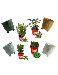 VASO EOLO 