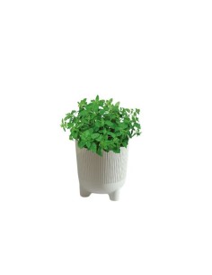 EOLO Vase mit Aroma inklusive