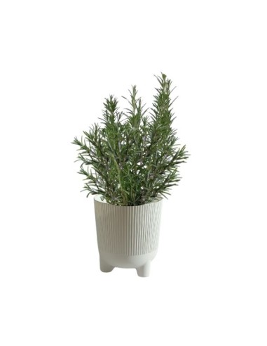 VASO EOLO con aromatica inclusa 