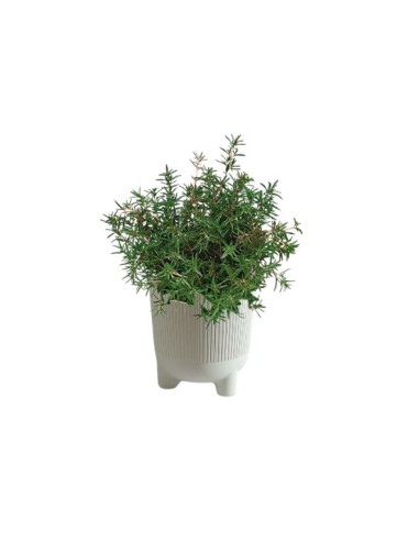 VASO EOLO con aromatica inclusa