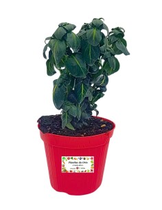 Erba Fungo