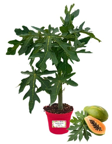Papaya 