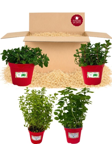  Box Balcone della Menta