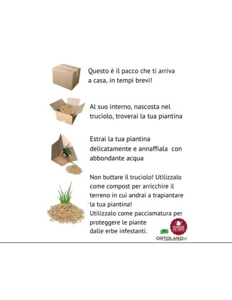  Box Balcone della Menta