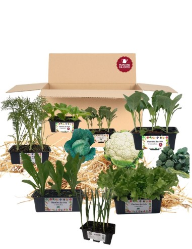  Box Orto Autunnale