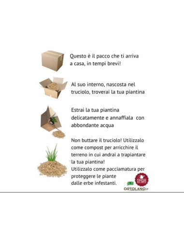  Box Orto Autunnale
