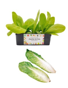 Radicchio Bianco di Milano pack da 9 Piantine