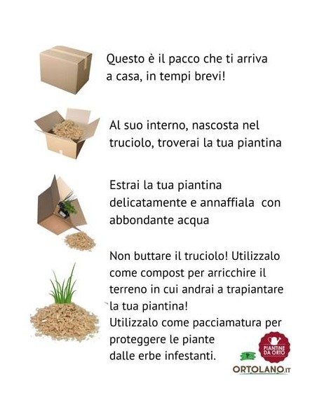 Radicchio Bianco di Milano 9 Piantine