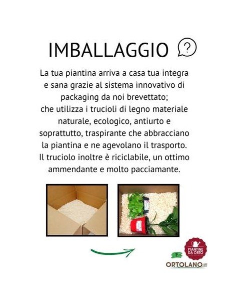 Radicchio Bianco di Milano 9 Piantine