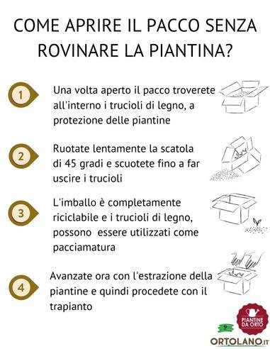Radicchio Bianco di Milano 9 Piantine