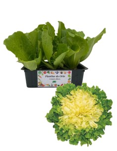 Invidia Scarola 9 Piantine