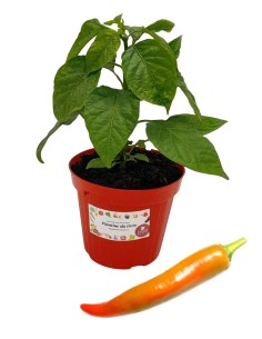Peperoncino Cornuto Arancione Thai Orange Vaso 14