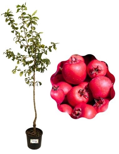 Azarole Vase 22
