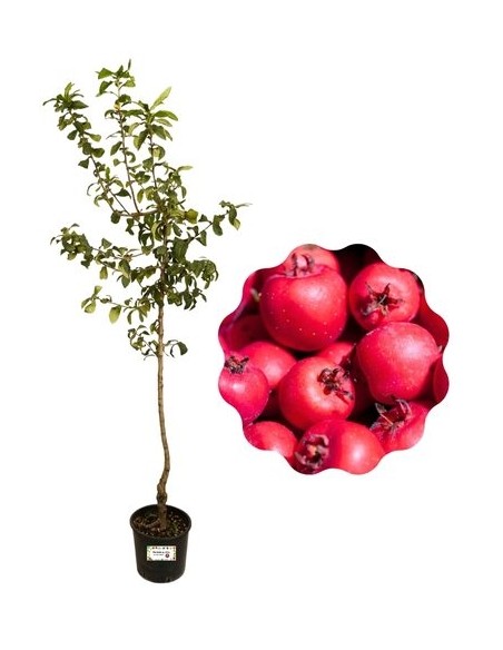 Azarole Vase 22