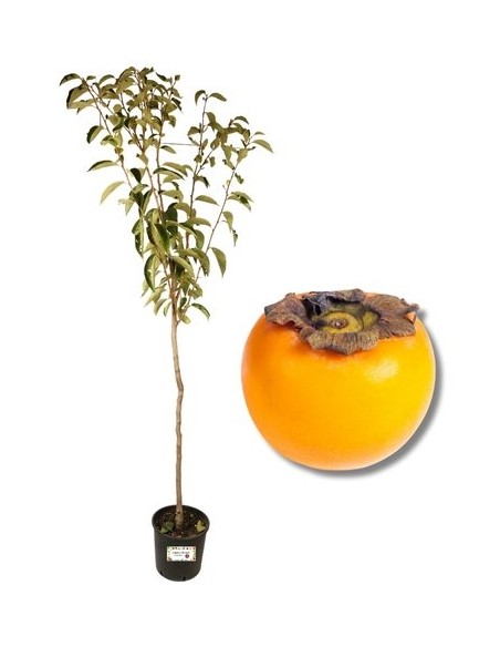 Cako Tipo (Ragno) Vaso 22