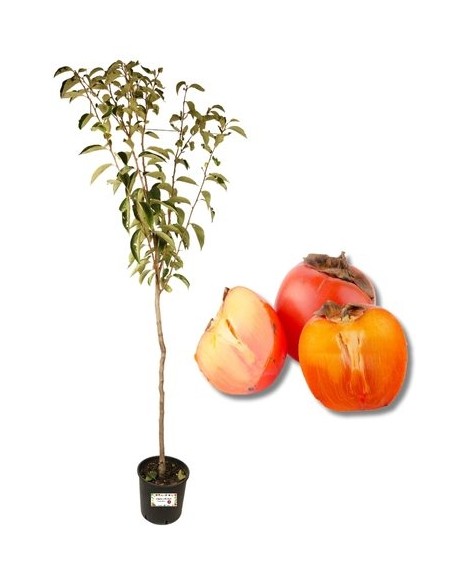 Cako Vaniglia Vaso 22