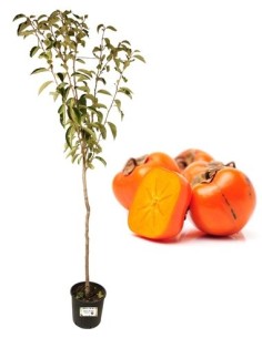 Mel Vase 22 herstellen