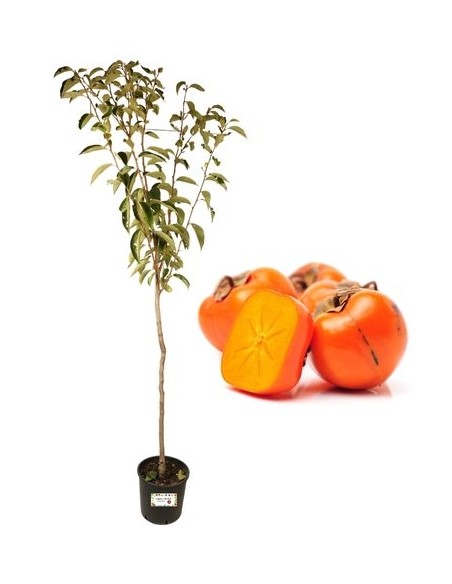 Mel Vase 22 herstellen