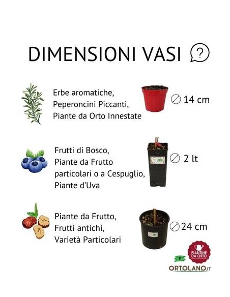 Cako Mela Vaso 22