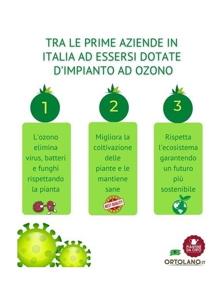 Cako Mela Vaso 22
