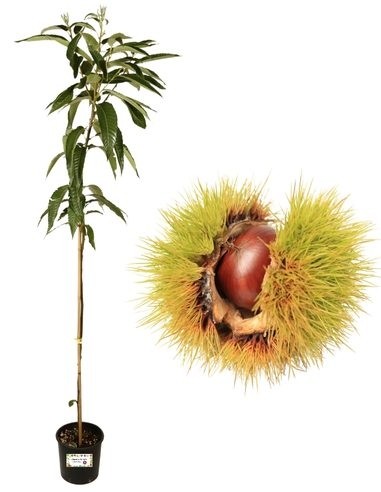 Kastanienbraune Bouche de Betizac Vase 22