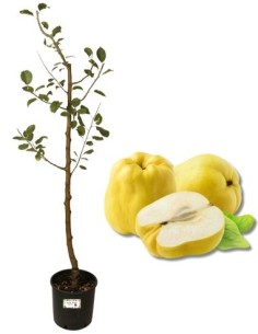 Melo Cotogno Vaso 22